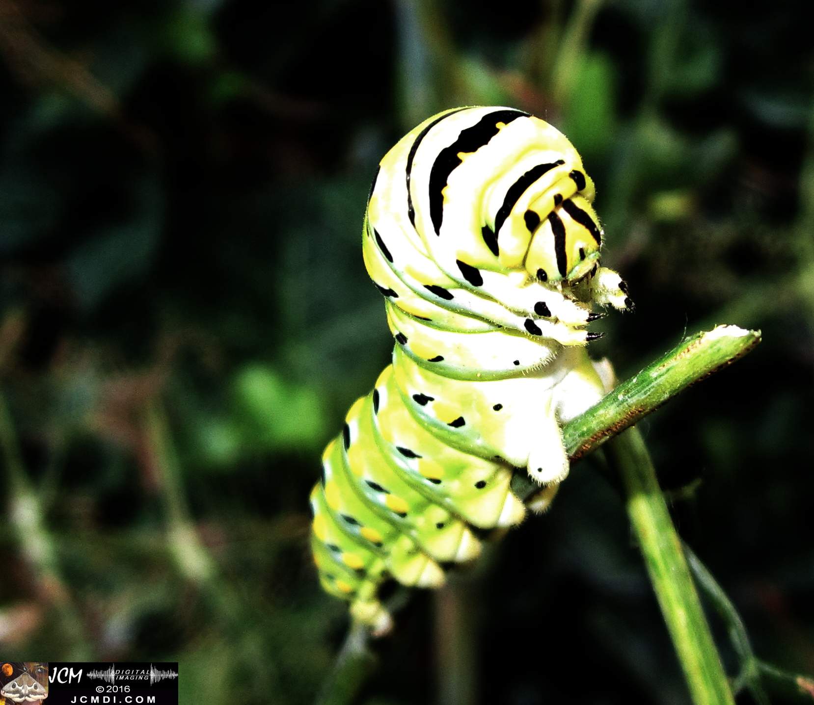 Papilio zelicaon mature caterpillar on anise (front view) JCMDI.COM